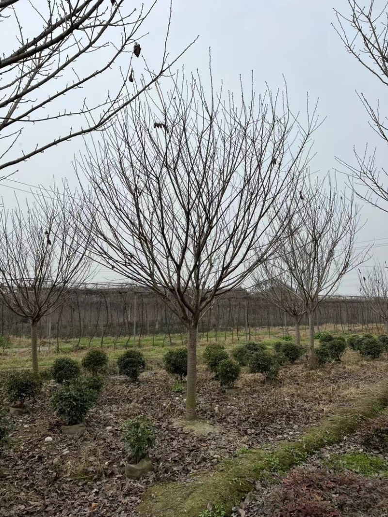 【樱花树】成都高杆樱花球现货走货中全国发货欢迎电话联系