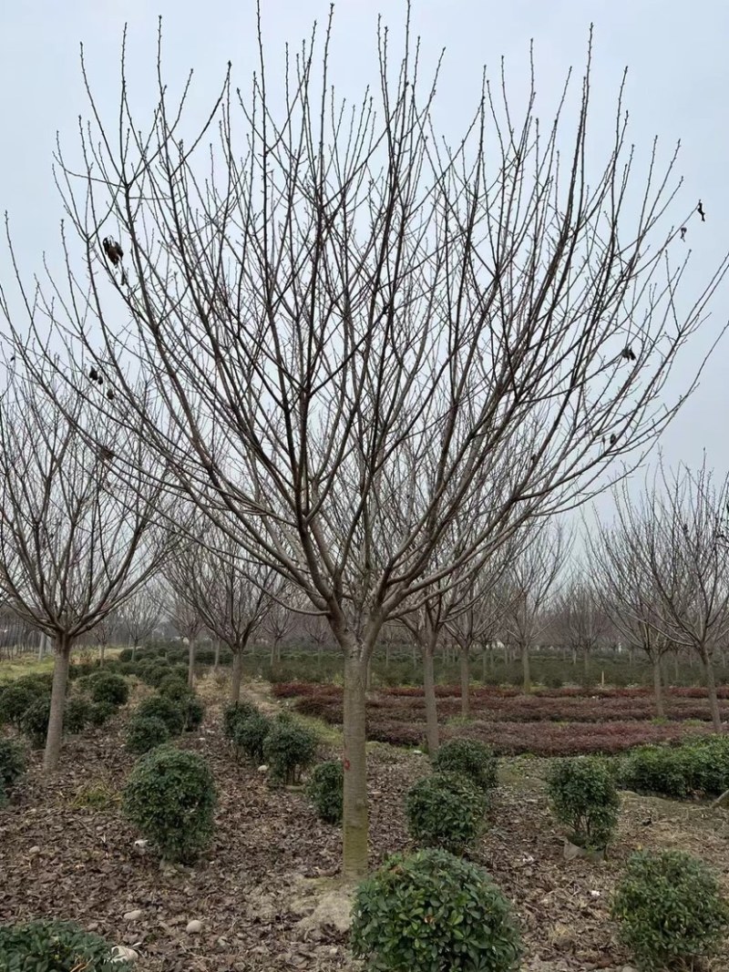 【樱花树】成都高杆樱花球现货走货中全国发货欢迎电话联系
