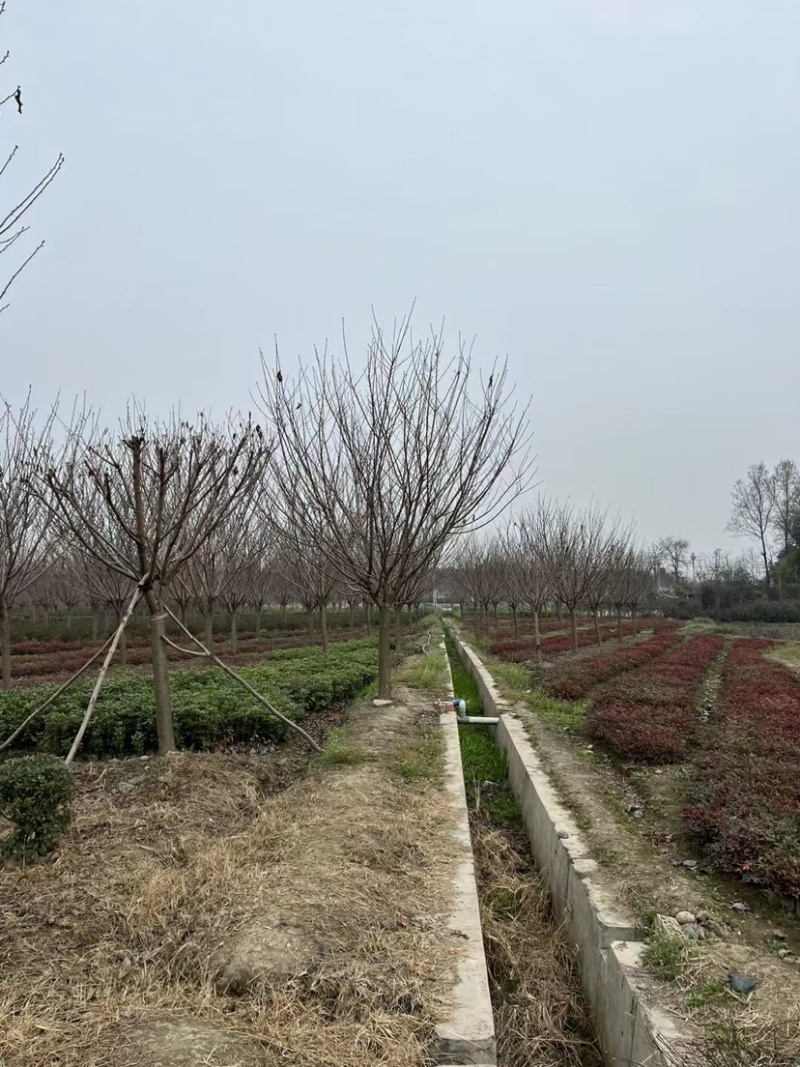【樱花树】成都高杆樱花球现货走货中全国发货欢迎电话联系