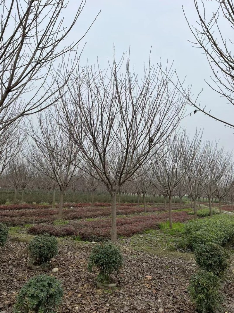 【樱花树】成都高杆樱花球现货走货中全国发货欢迎电话联系