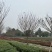 【樱花树】成都高杆樱花球现货走货中全国发货欢迎电话联系