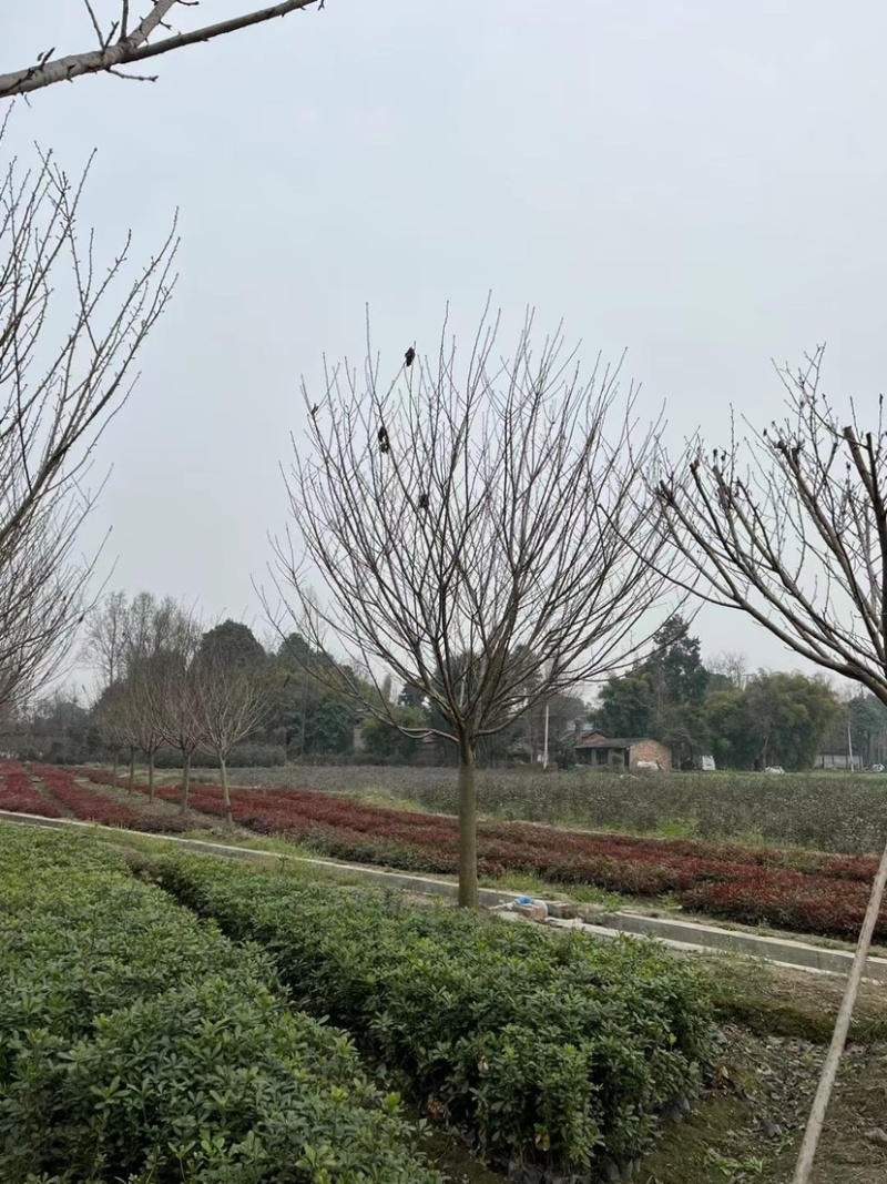 【樱花树】成都高杆樱花球现货走货中全国发货欢迎电话联系
