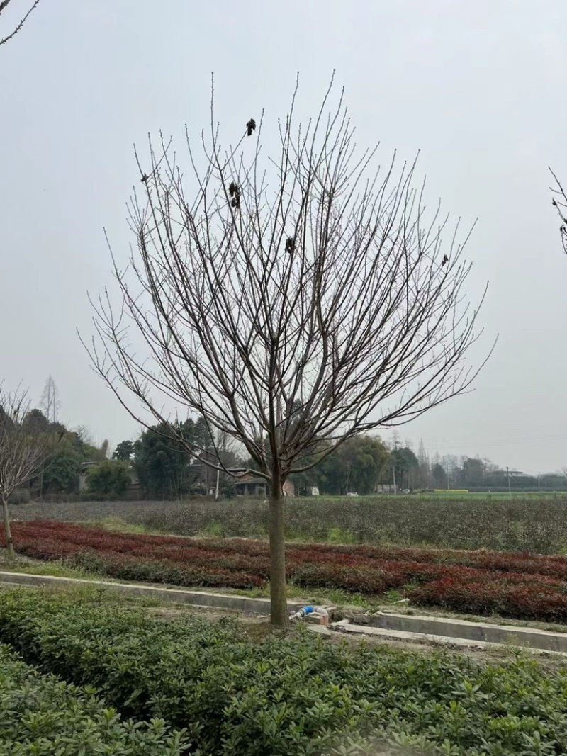 【樱花树】成都高杆樱花球现货走货中全国发货欢迎电话联系