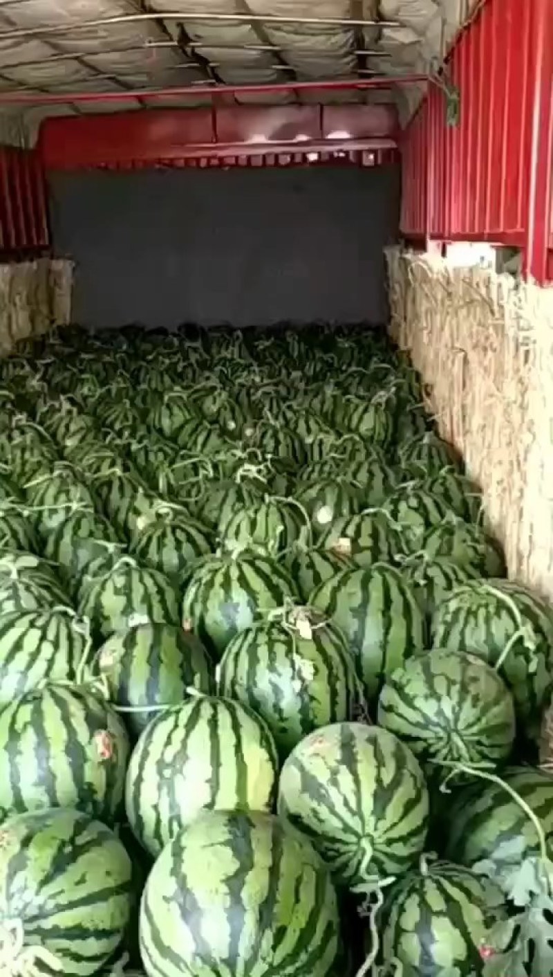 精品甜王西瓜产地直发品质保证诚信合作欢迎来电