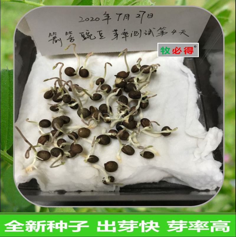 箭筈豌豆种子，优质绿肥种籽果园多年生野豌豆种籽蜜源植物