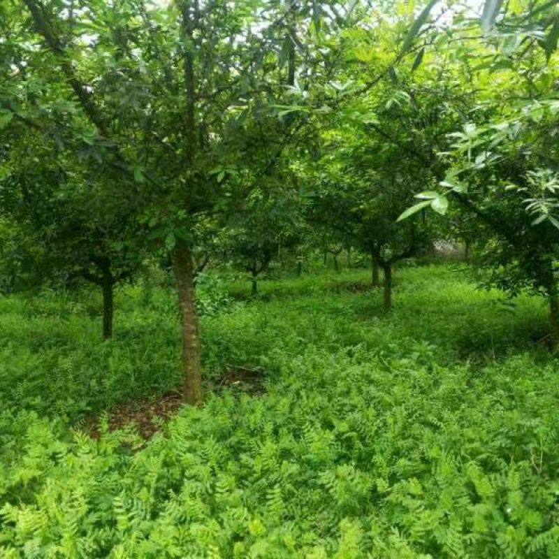 箭筈豌豆种子，优质绿肥种籽果园多年生野豌豆种籽蜜源植物