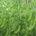 箭筈豌豆种子，优质绿肥种籽果园多年生野豌豆种籽蜜源植物