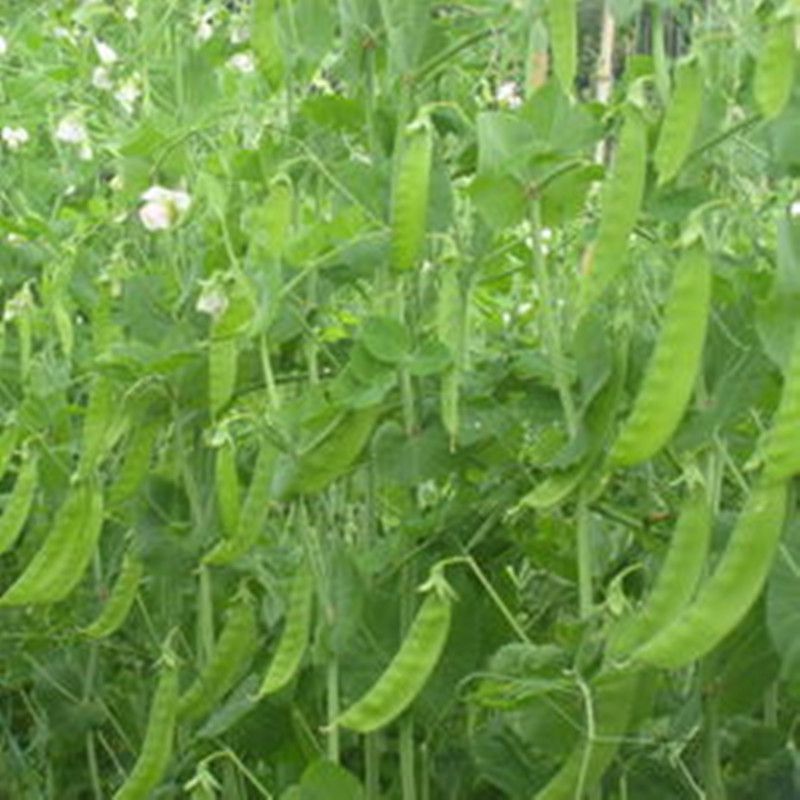 箭筈豌豆种子，优质绿肥种籽果园多年生野豌豆种籽蜜源植物