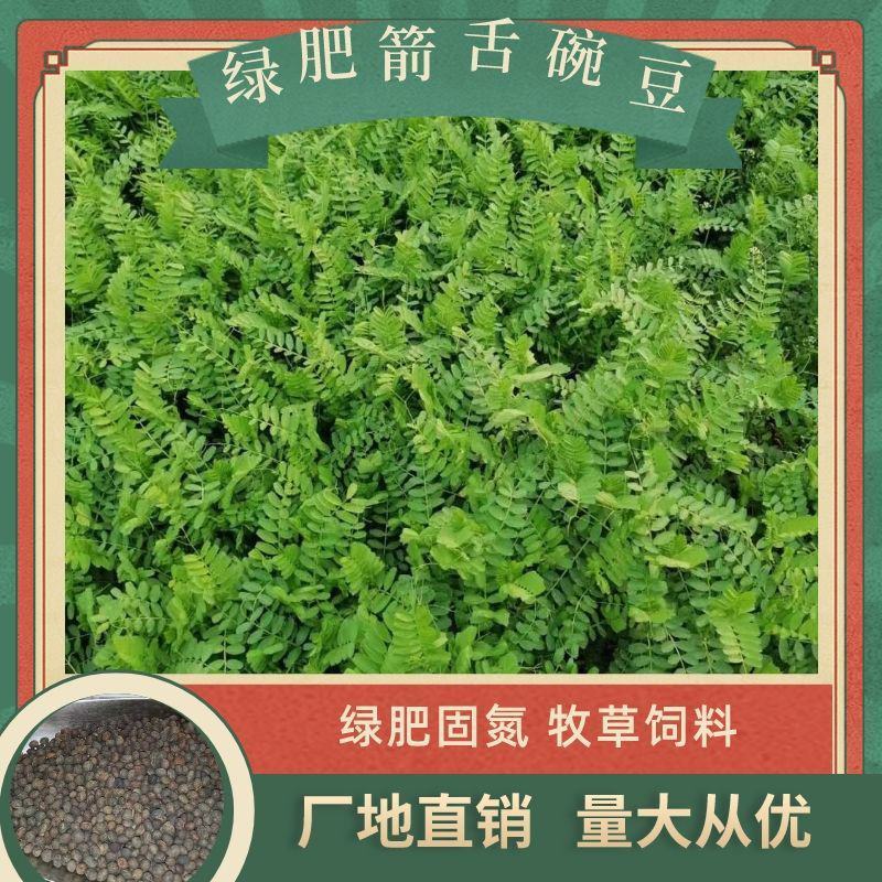 箭筈豌豆种子，优质绿肥种籽果园多年生野豌豆种籽蜜源植物