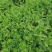 箭筈豌豆种子，优质绿肥种籽果园多年生野豌豆种籽蜜源植物