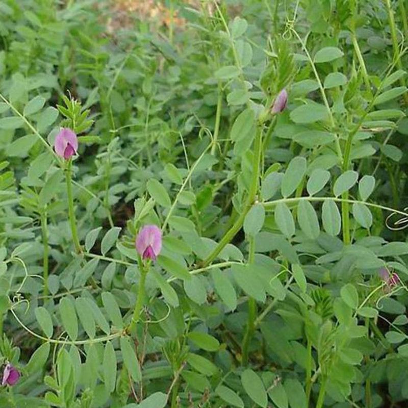 箭筈豌豆种子，优质绿肥种籽果园多年生野豌豆种籽蜜源植物