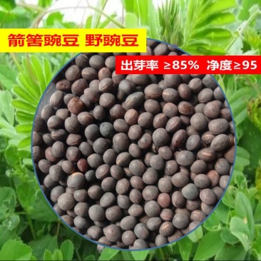 箭筈豌豆种子，优质绿肥种籽果园多年生野豌豆种籽蜜源植物