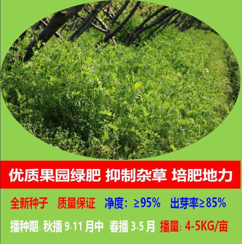 箭筈豌豆种子，优质绿肥种籽果园多年生野豌豆种籽蜜源植物