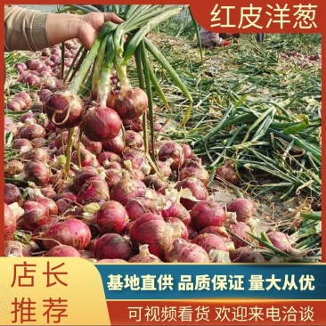 【精品洋葱】开封通许县，洋葱大量供应中，欢迎老板来电咨询