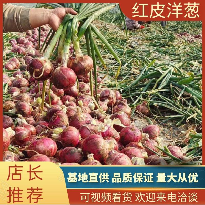 【精品洋葱】开封通许县，洋葱大量供应中，欢迎老板来电咨询