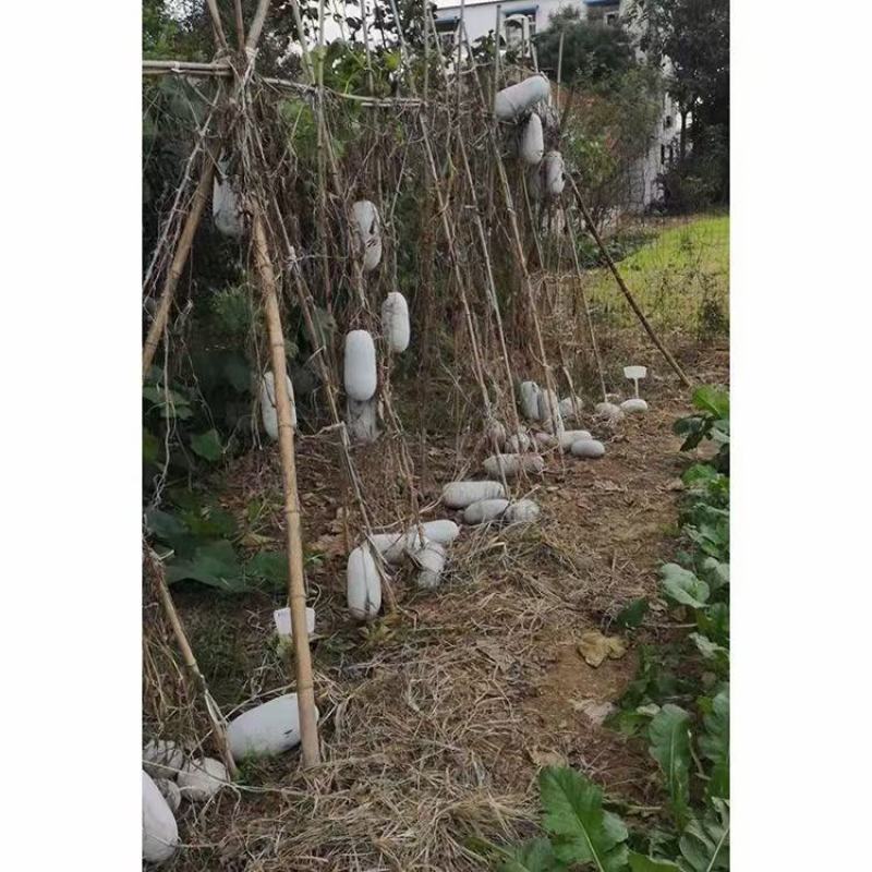 青柱白水果小冬瓜种子中熟口感好肉色绿5~6斤易座果
