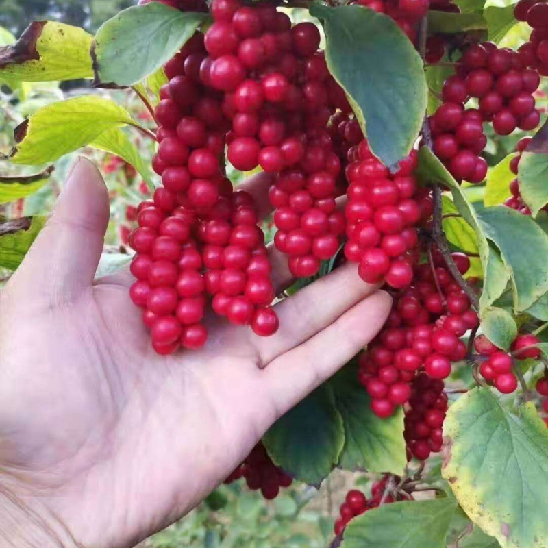 北五味子苗自家种植规格齐全欢迎购买！