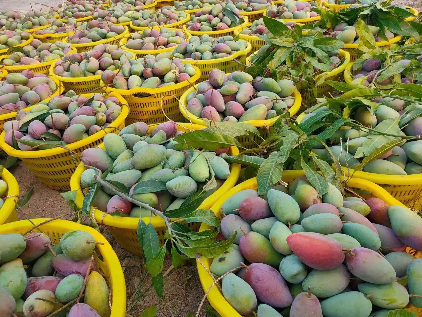 贵妃芒果篮展示图