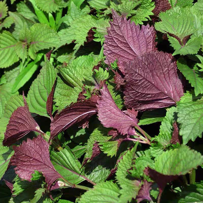 特色双面紫苏种子苏子菜面紫色苏子种籽特菜四季补钙菜农家蔬