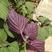 特色双面紫苏种子苏子菜面紫色苏子种籽特菜四季补钙菜农家蔬