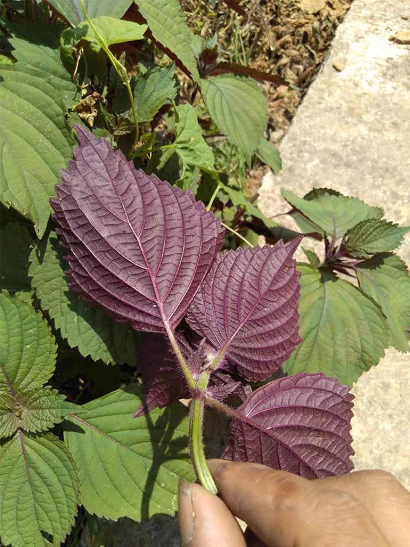 特色双面紫苏种子苏子菜面紫色苏子种籽特菜四季补钙菜农家蔬
