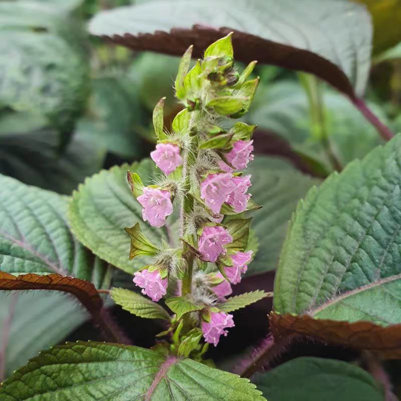 特色双面紫苏种子苏子菜面紫色苏子种籽特菜四季补钙菜农家蔬