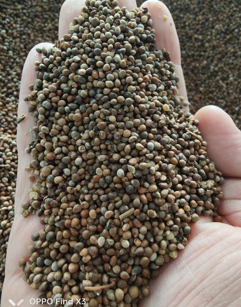 特色双面紫苏种子苏子菜面紫色苏子种籽特菜四季补钙菜农家蔬