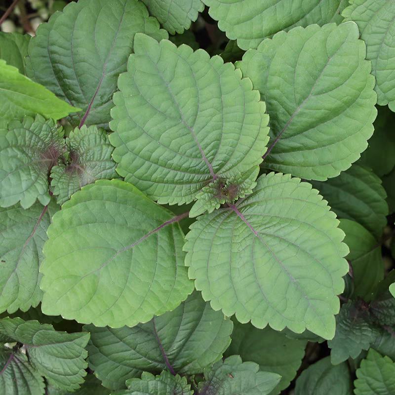 特色双面紫苏种子苏子菜面紫色苏子种籽特菜四季补钙菜农家蔬