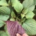 特色双面紫苏种子苏子菜面紫色苏子种籽特菜四季补钙菜农家蔬
