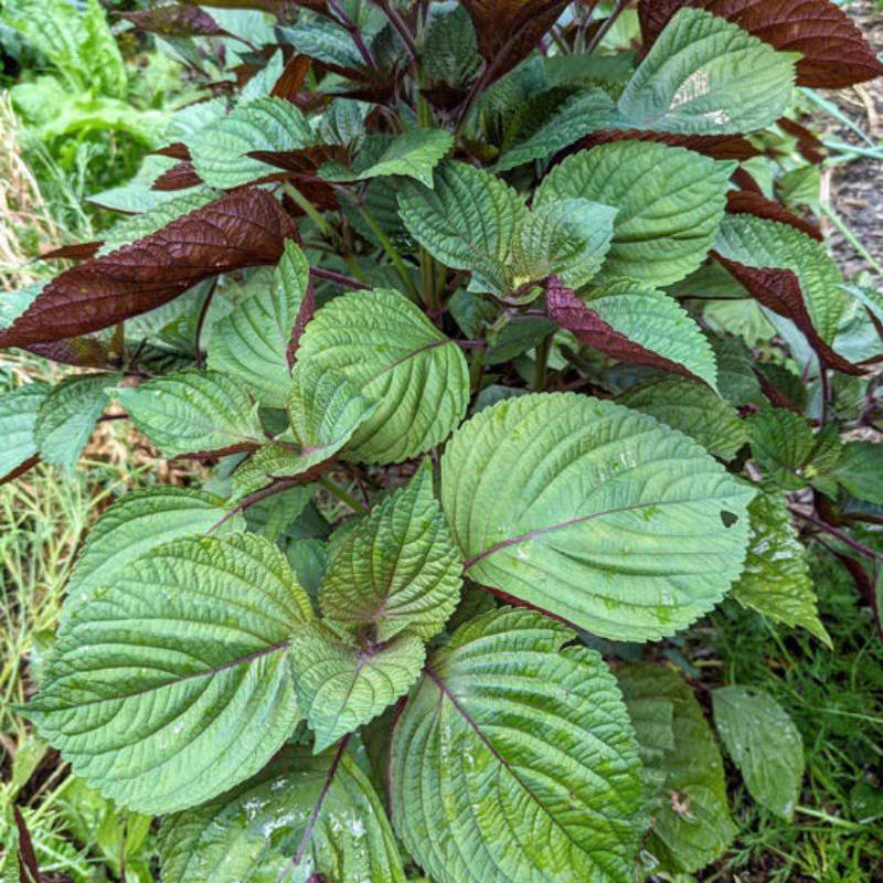 特色双面紫苏种子苏子菜面紫色苏子种籽特菜四季补钙菜农家蔬