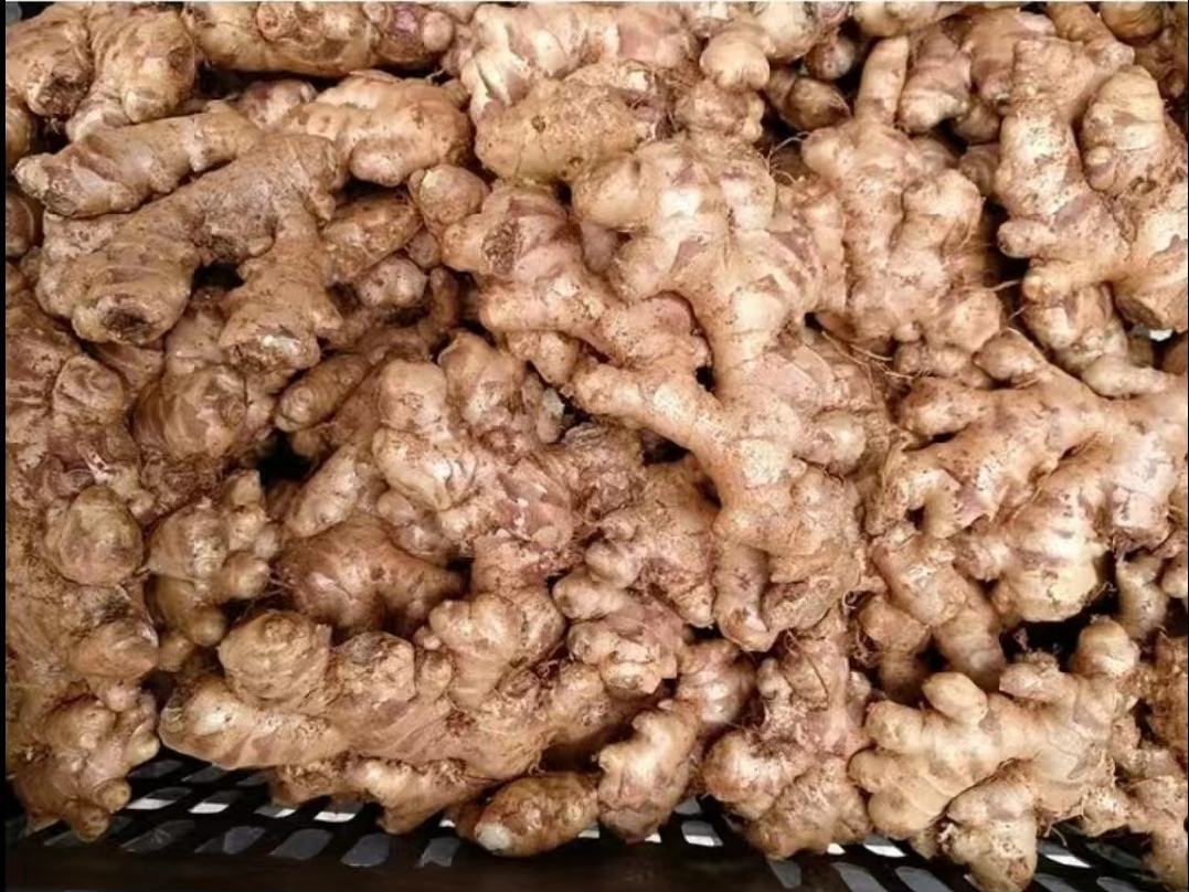 厨房中三种姜并列展示图