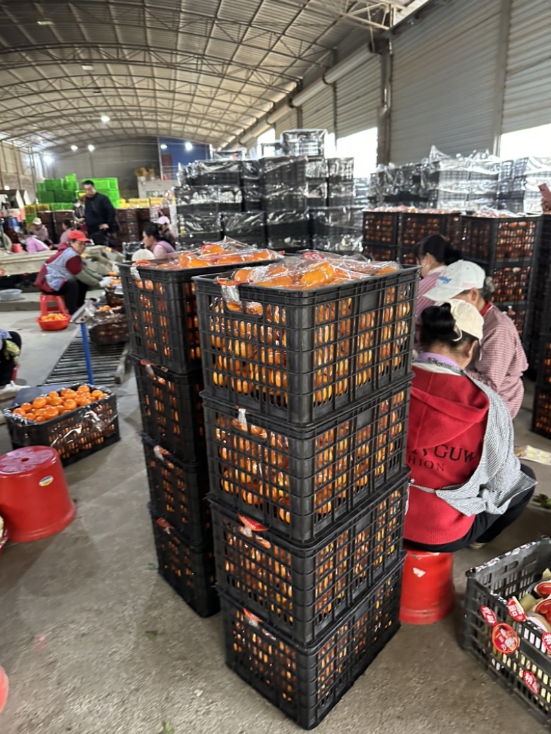 精品砂糖橘，纯甜无渣，果面干净，产地对接市场，可视频看货