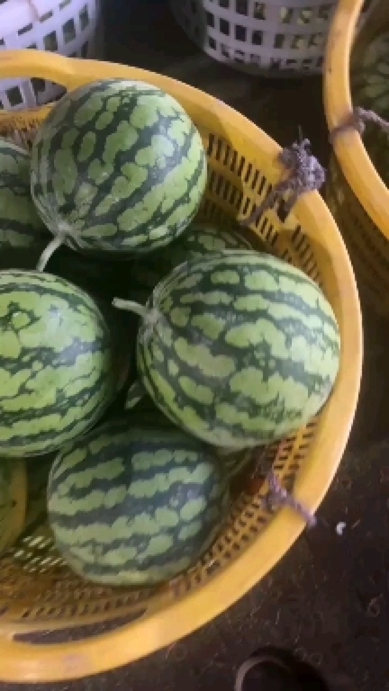 万亩山西西瓜精品美都西瓜全国代发支持视频看货保质保量