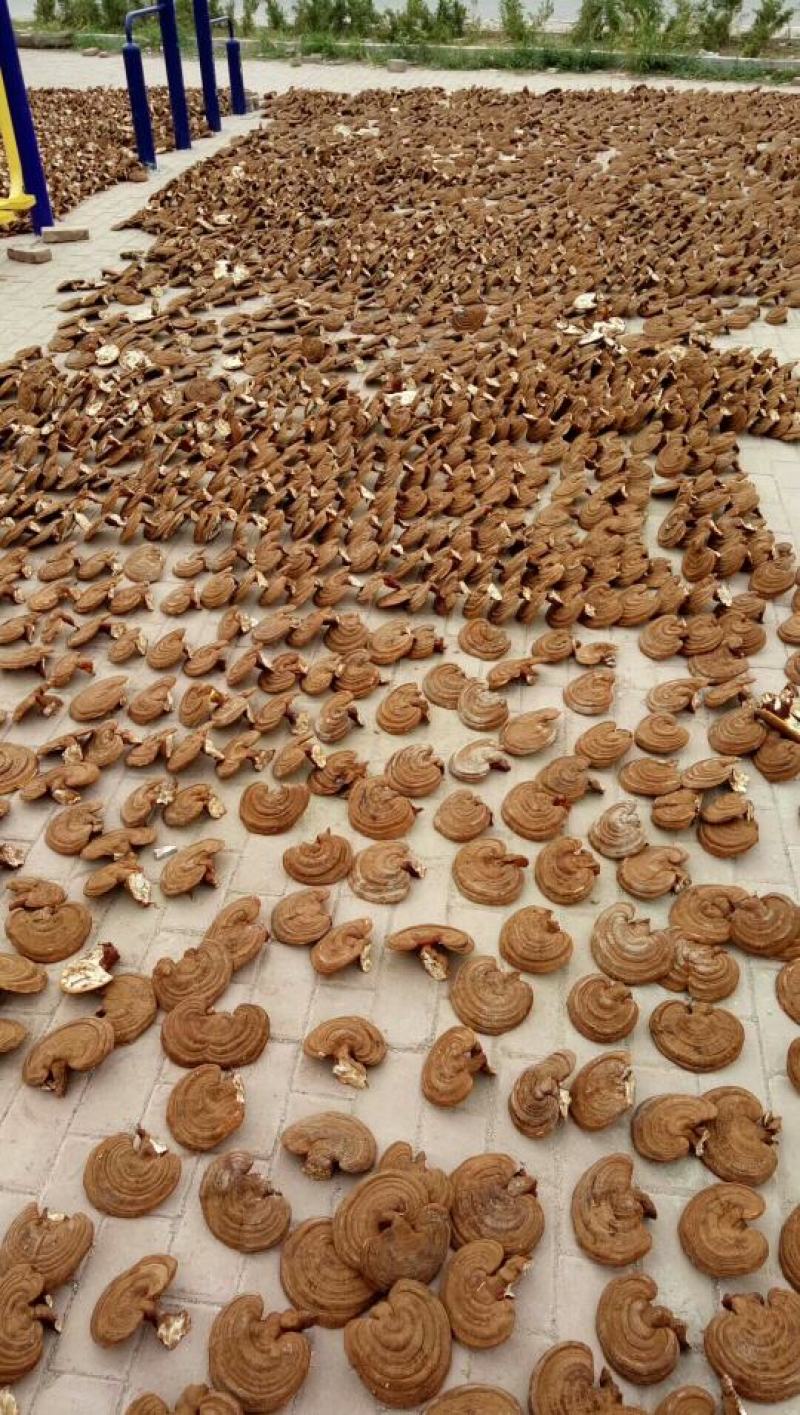 【精品】赤灵芝黑灵芝诚信经营质量保证有需可视频看货