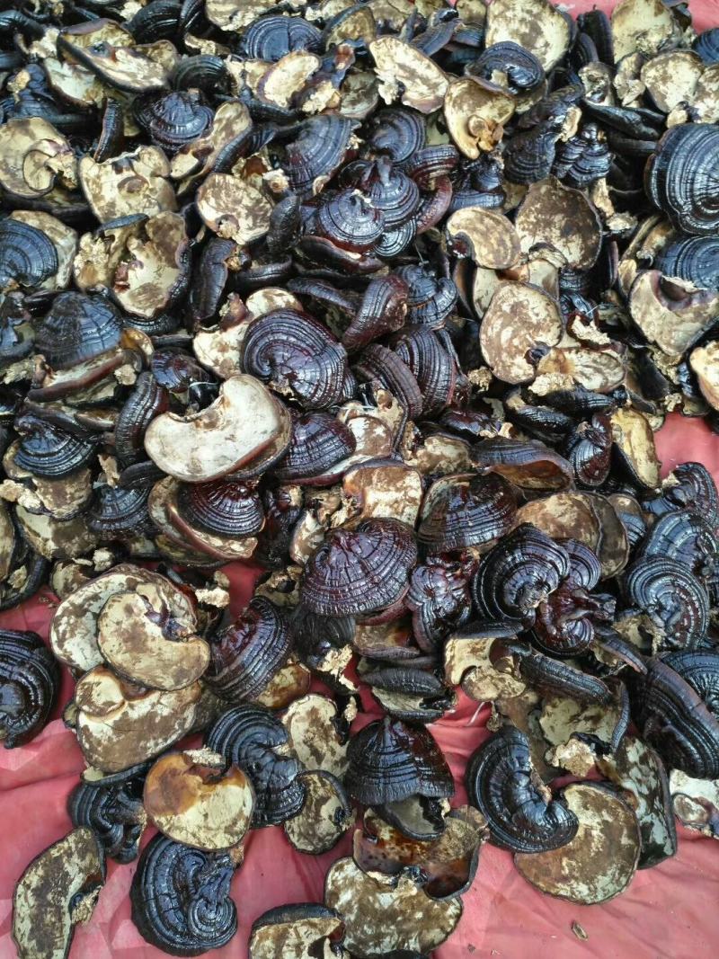 【精品】赤灵芝黑灵芝诚信经营质量保证有需可视频看货