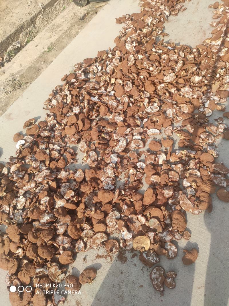 【精品】赤灵芝黑灵芝诚信经营质量保证有需可视频看货