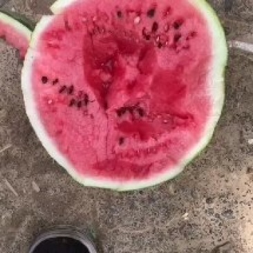 二茬有籽美都西瓜广东西瓜4斤打底货源充足现摘现发欢迎咨询