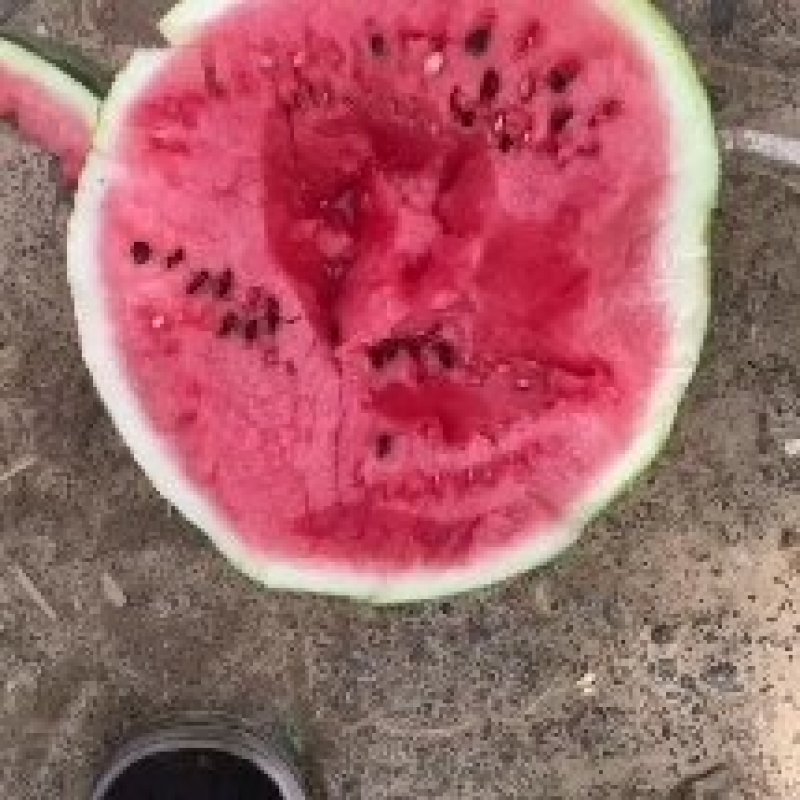 二茬有籽美都西瓜广东西瓜4斤打底货源充足现摘现发欢迎咨询
