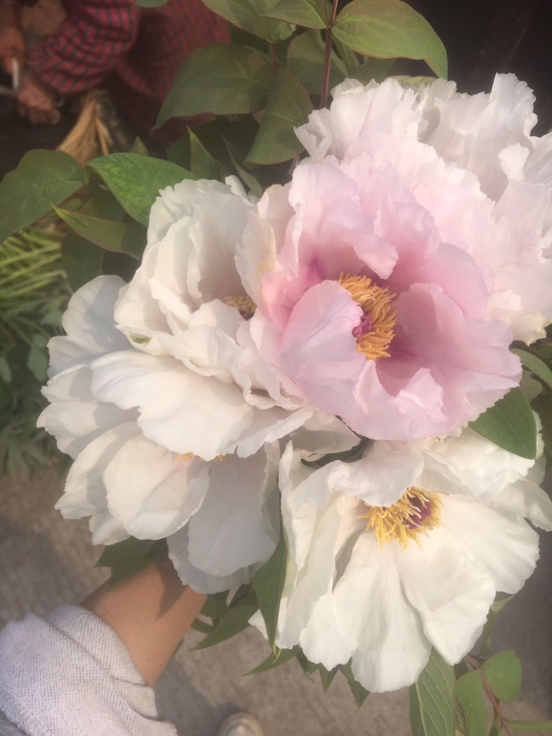 四川油牡丹鲜切花