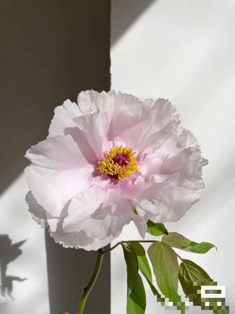 四川油牡丹鲜切花