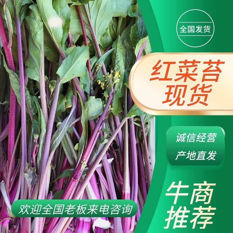 优选当阳红菜苔大量现货直发商超品质价格可谈欢迎致电
