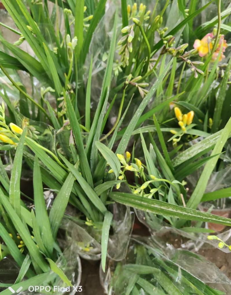 香雪兰盆栽带花苞发货大苗大花浓香型原盆四季开花兰花小仓兰