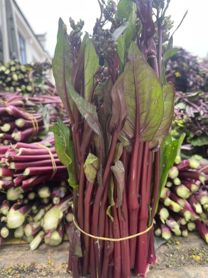 优选当阳红菜苔大量现货直发商超品质价格可谈欢迎致电