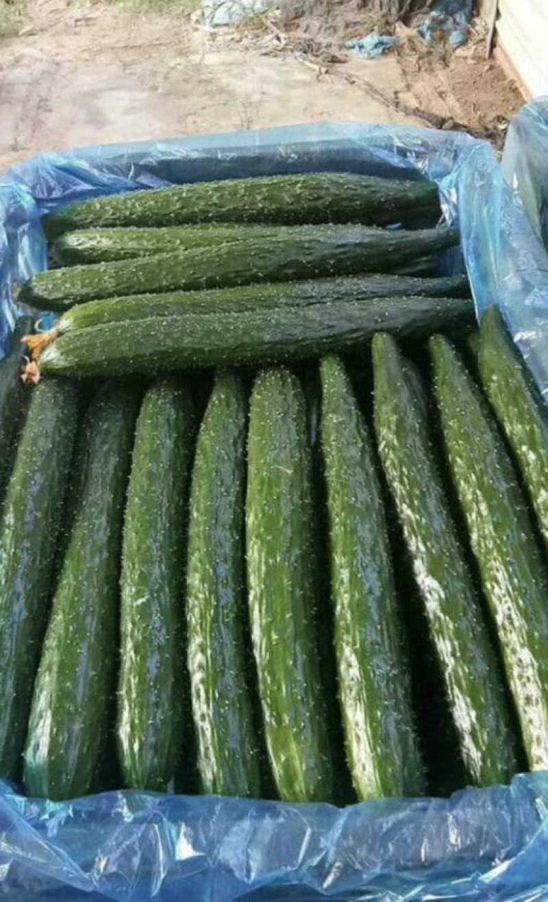 夏邑黑油亮型黄瓜大量上市，中农106产地一手货源量大质优