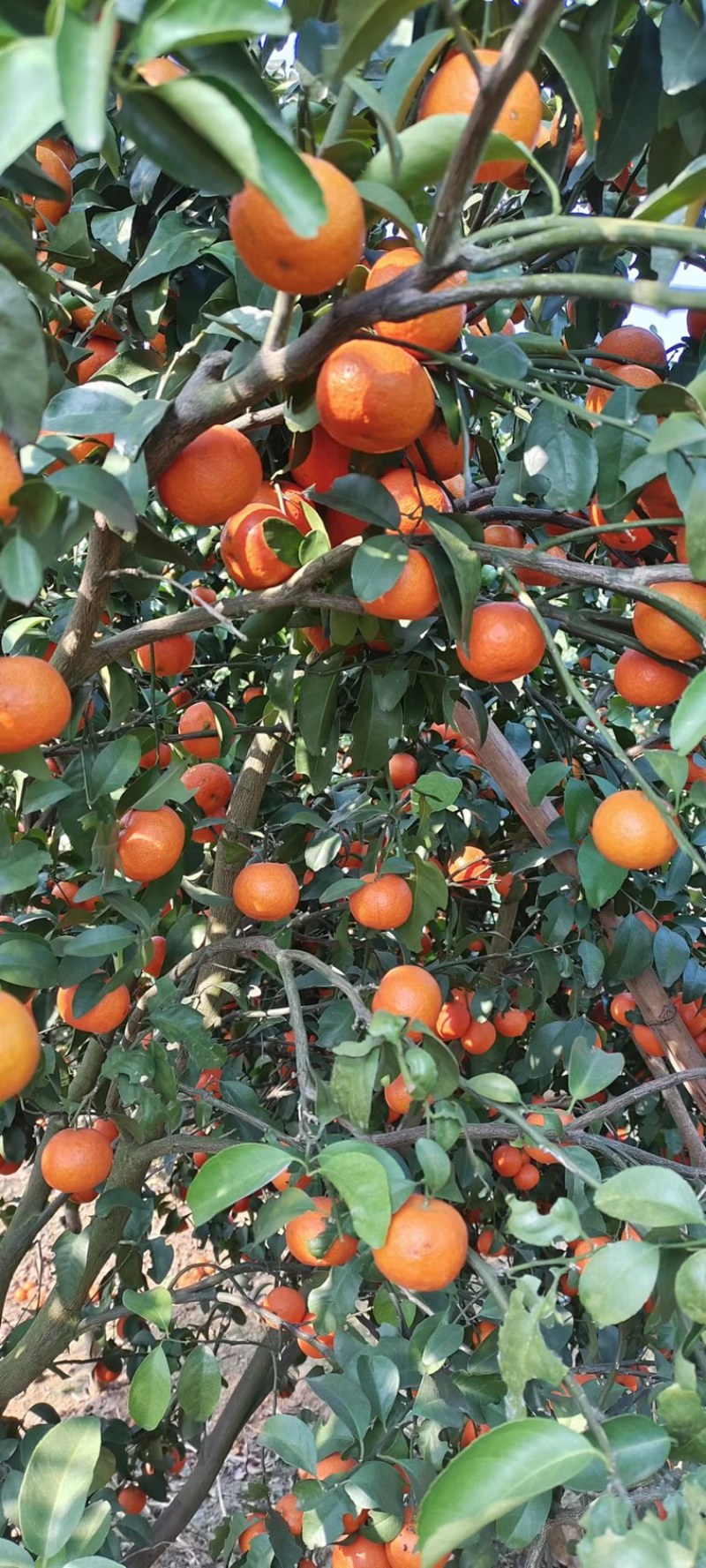 特级广西砂糖橘，纯甜无渣，口感爆甜，皮薄肉细
