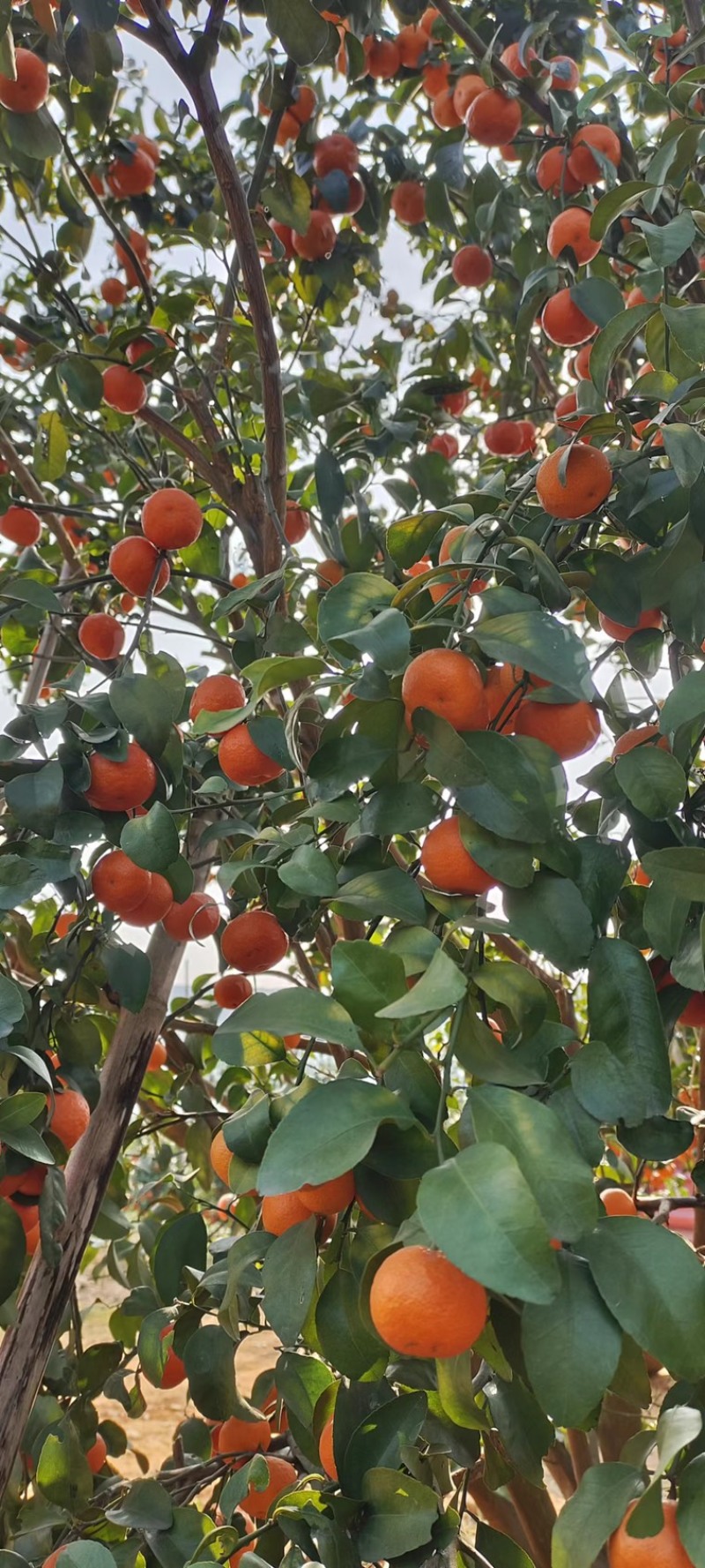 特级广西砂糖橘，纯甜无渣，口感爆甜，皮薄肉细