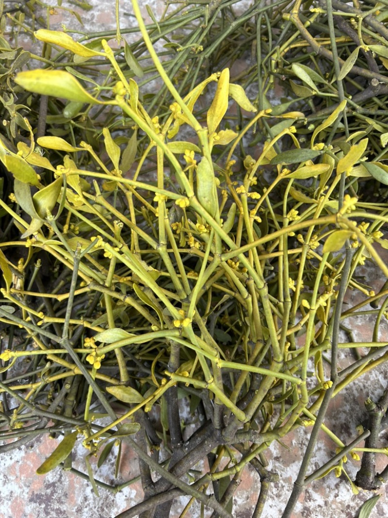 河南伏牛山野生桑寄生，槲寄生