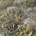 河南伏牛山野生桑寄生，槲寄生