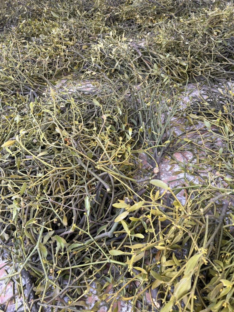 河南伏牛山野生桑寄生，槲寄生