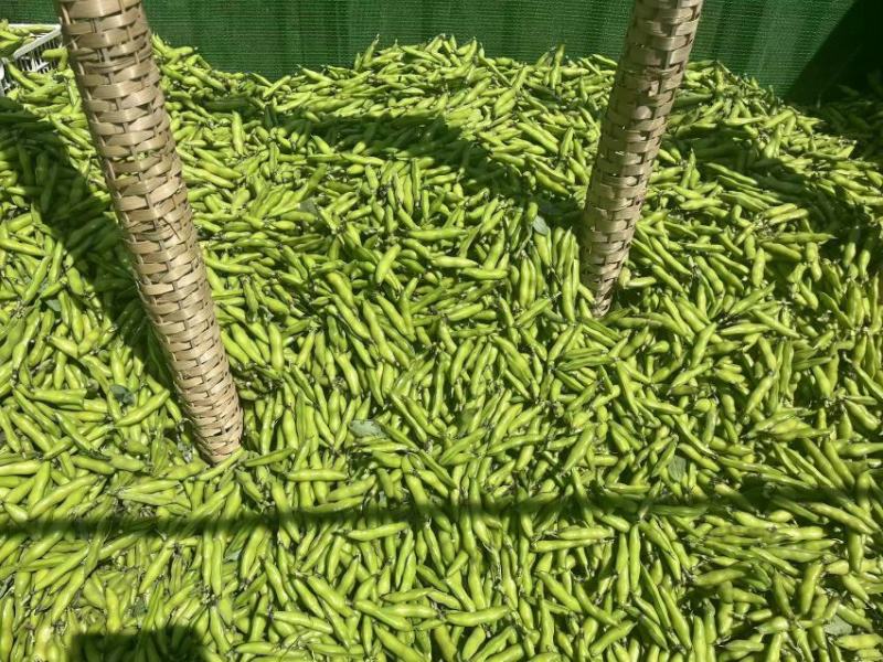 四川本地蚕豆大白蚕豆大量供货，产地直发滚动发货供应链忧选